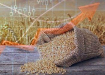 Giá Lúa Mì Thế Giới Tăng Do Thu Hoạch Lúa Mì Thấp Ở Nga