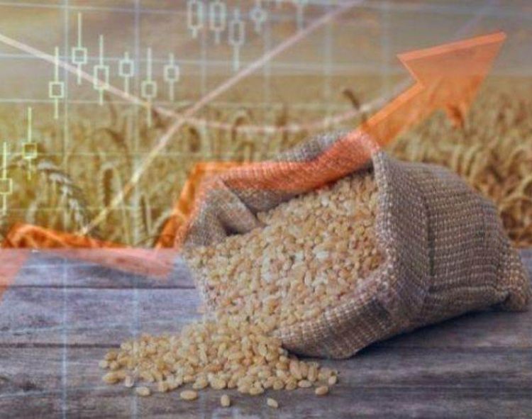 Giá Lúa Mì Thế Giới Tăng Do Thu Hoạch Lúa Mì Thấp Ở Nga