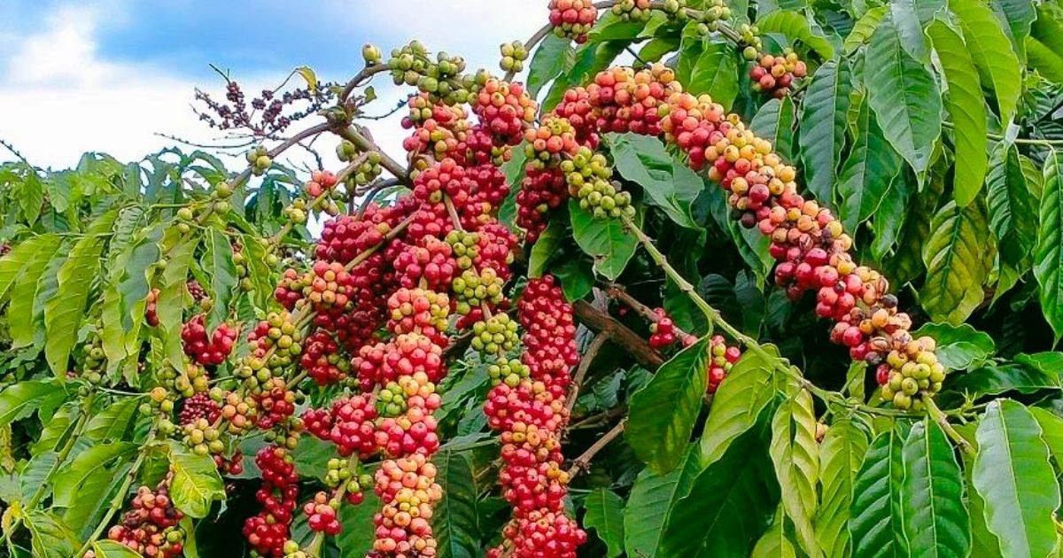 Cà Phê Arabica Tăng Vừa Phải Do Thời Tiết Brazil Có Nhiều Thay Đổi 