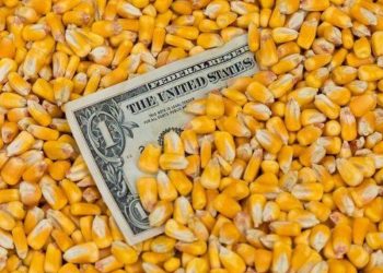 Các Chuyên Gia USDA Đã Không Dự Báo Sản Lượng Ngô Ở Brazil Và Argentina