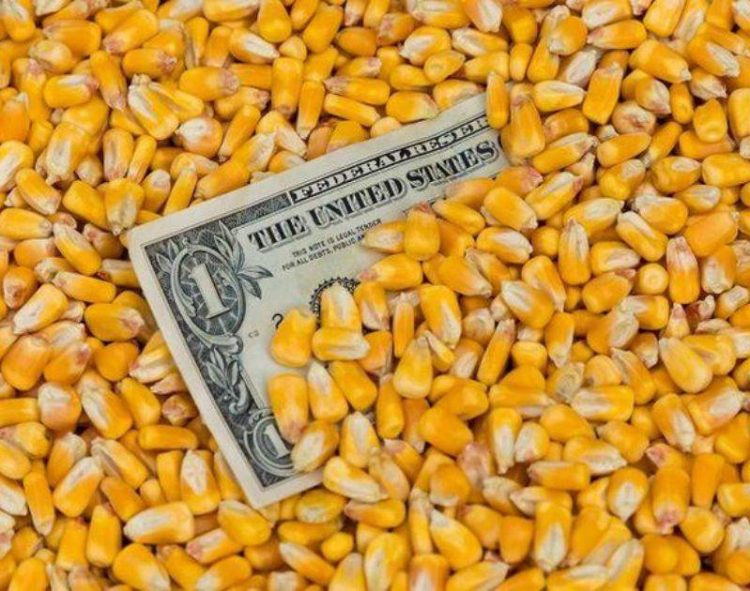 Các Chuyên Gia USDA Đã Không Dự Báo Sản Lượng Ngô Ở Brazil Và Argentina