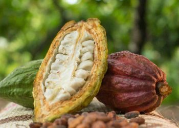 Dầu Thô Giảm Nhẹ Do Sức Mạnh Của Đồng USD Và Nguồn Cung Dầu Dồi Dào Của Mỹ