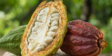 Dầu Thô Giảm Nhẹ Do Sức Mạnh Của Đồng USD Và Nguồn Cung Dầu Dồi Dào Của Mỹ