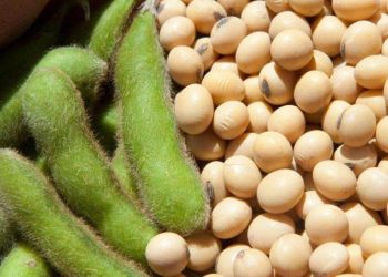 Dầu Thô Giảm Nhẹ Do Sức Mạnh Của Đồng USD Và Nguồn Cung Dầu Dồi Dào Của Mỹ