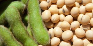 Dầu Thô Giảm Nhẹ Do Sức Mạnh Của Đồng USD Và Nguồn Cung Dầu Dồi Dào Của Mỹ