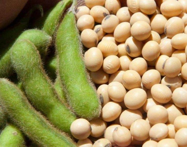 Dầu Thô Giảm Nhẹ Do Sức Mạnh Của Đồng USD Và Nguồn Cung Dầu Dồi Dào Của Mỹ