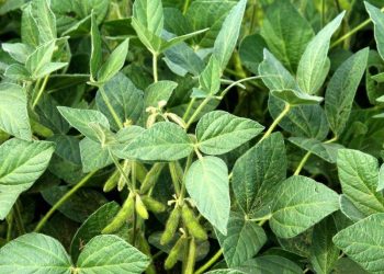 Giá Đậu Tương Giảm 19 cent