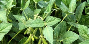 Giá Đậu Tương Giảm 19 cent