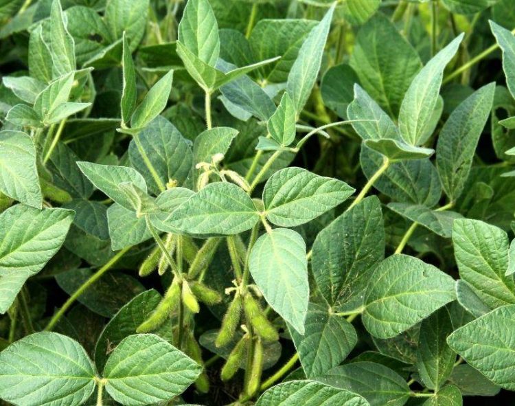 Giá Đậu Tương Giảm 19 cent