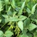 Giá Đậu Tương Giảm 19 cent