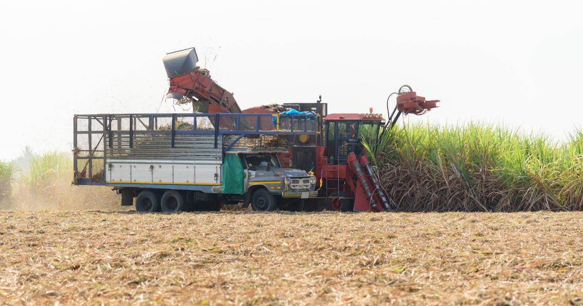 Giá Đường Giảm Mạnh Do Sản Xuất Đường Brazil Tăng Vọt