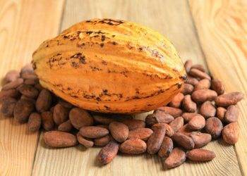 Giá Ca Cao Đạt Mức Tăng Vừa Phải