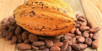 Giá Ca Cao Đạt Mức Tăng Vừa Phải