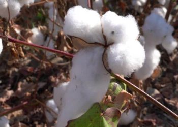 Giá Bông Giảm Mạnh Xuống Mức Thấp Của Hợp Đồng Tháng 7