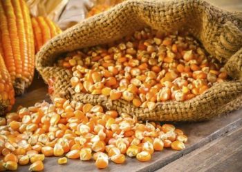 Áp Lực Đối Với Ngô – Biến Động Hợp Đồng Ngô