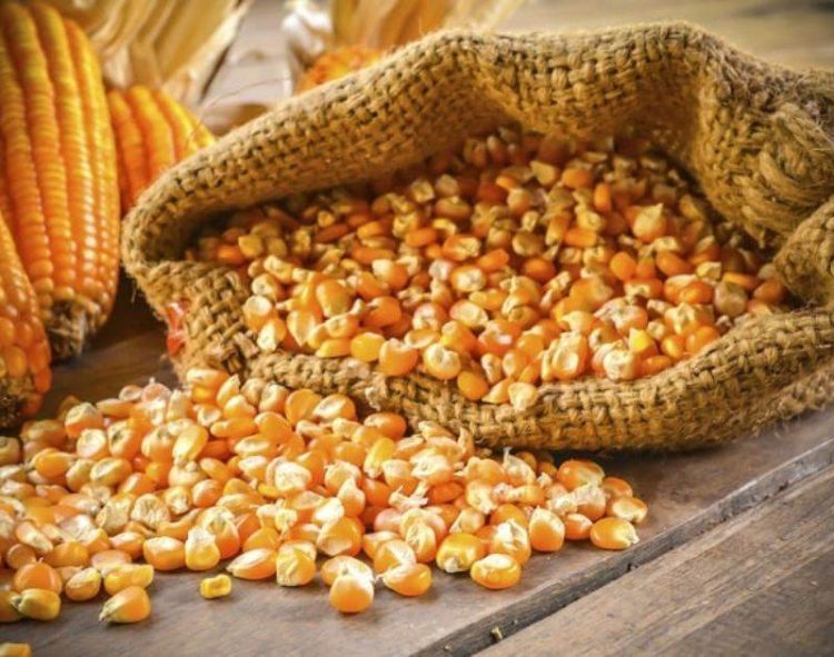 Áp Lực Đối Với Ngô – Biến Động Hợp Đồng Ngô