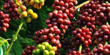 Giá cà phê giảm do đồng Real Brazil suy yếu