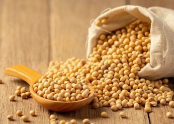 Khối Lượng Chế Biến Đậu Nành Thế Giới Năm 2024/25 MỸ Sẽ Đạt Kỷ Lục Mới