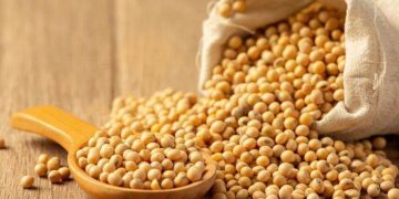 Khối Lượng Chế Biến Đậu Nành Thế Giới Năm 2024/25 MỸ Sẽ Đạt Kỷ Lục Mới 