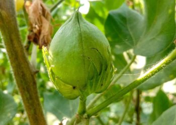 Liệu Giá Bông Sẽ Chuyển Biến Tích Cực?