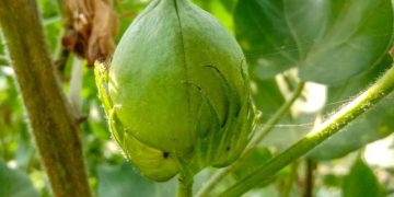 Liệu Giá Bông Sẽ Chuyển Biến Tích Cực?