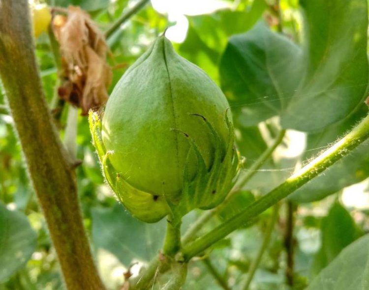 Liệu Giá Bông Sẽ Chuyển Biến Tích Cực?