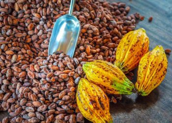 Giá Ca Cao Giảm Do Lo Ngại Về Nhu Cầu