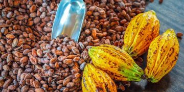 Giá Ca Cao Giảm Do Lo Ngại Về Nhu Cầu