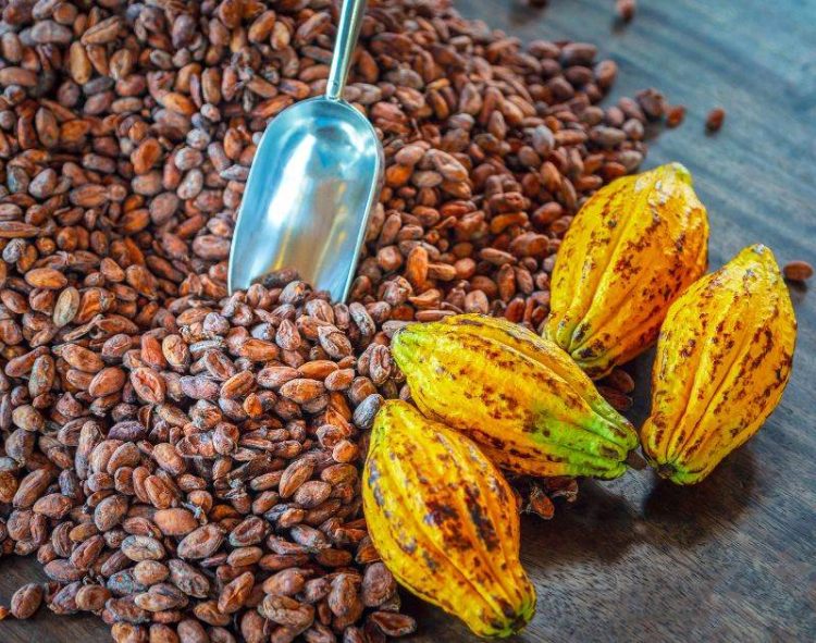 Giá Ca Cao Giảm Do Lo Ngại Về Nhu Cầu