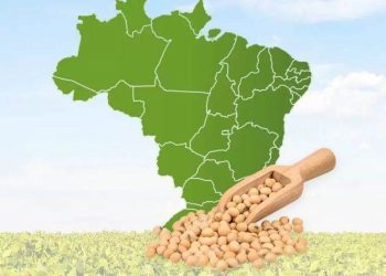 Giám Đốc IGC: Brazil Có Thể Thay Đổi Cơ Cấu Dòng Chảy Thương Mại Của Ngũ Cốc Và Hạt Có Dầu