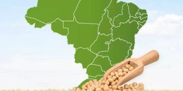 Giám Đốc IGC: Brazil Có Thể Thay Đổi Cơ Cấu Dòng Chảy Thương Mại Của Ngũ Cốc Và Hạt Có Dầu