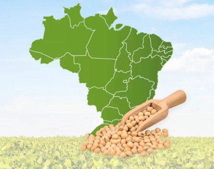 Giám Đốc IGC: Brazil Có Thể Thay Đổi Cơ Cấu Dòng Chảy Thương Mại Của Ngũ Cốc Và Hạt Có Dầu