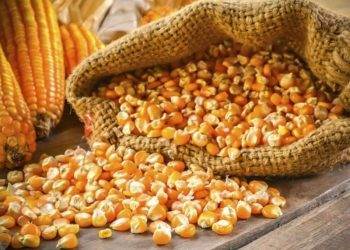 Giá Ngô Ở Ukraine Ngừng Tăng Trong Bối Cảnh Giá Ngô Thế Giới Giảm