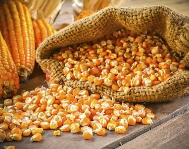 Giá Ngô Ở Ukraine Ngừng Tăng Trong Bối Cảnh Giá Ngô Thế Giới Giảm