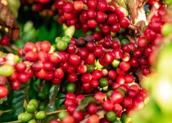 Khô Hạn Quá Mức Ở Brazil Và Việt Nam Sẽ Gây Thiệt Hại Cho Cây Cà Phê Và Hạn Chế Sản Xuất Toàn Cầu