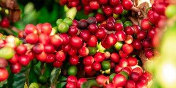 Khô Hạn Quá Mức Ở Brazil Và Việt Nam Sẽ Gây Thiệt Hại Cho Cây Cà Phê Và Hạn Chế Sản Xuất Toàn Cầu