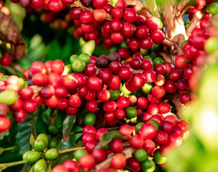 Khô Hạn Quá Mức Ở Brazil Và Việt Nam Sẽ Gây Thiệt Hại Cho Cây Cà Phê Và Hạn Chế Sản Xuất Toàn Cầu