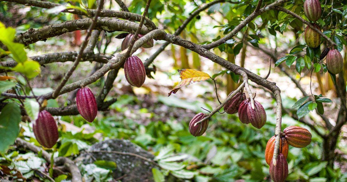 Giá Ca Cao Trên Đà Tăng Gần Đây