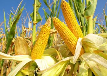 69% Diện Tích Trồng Ngô Và 67% Diện Tích Trồng Đậu Tương Của Hoa Kỳ Được Đánh Giá Là Tốt Đến Tuyệt Vời