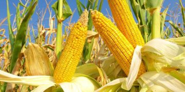 69% Diện Tích Trồng Ngô Và 67% Diện Tích Trồng Đậu Tương Của Hoa Kỳ Được Đánh Giá Là Tốt Đến Tuyệt Vời