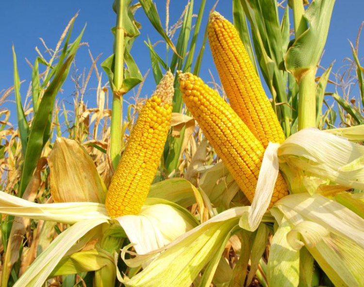 69% Diện Tích Trồng Ngô Và 67% Diện Tích Trồng Đậu Tương Của Hoa Kỳ Được Đánh Giá Là Tốt Đến Tuyệt Vời