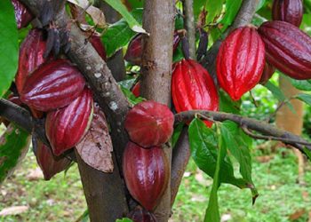 Giá Cacao Giảm Do Điều Kiện Trồng Trọt Được Cải Thiện Ở Tây Phi