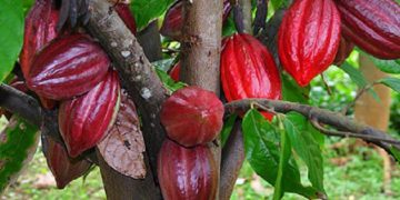 Giá Cacao Giảm Do Điều Kiện Trồng Trọt Được Cải Thiện Ở Tây Phi