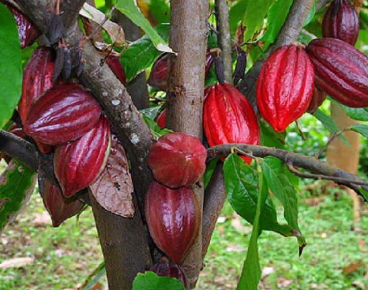 Giá Cacao Giảm Do Điều Kiện Trồng Trọt Được Cải Thiện Ở Tây Phi