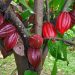 Giá Cacao Giảm Do Điều Kiện Trồng Trọt Được Cải Thiện Ở Tây Phi