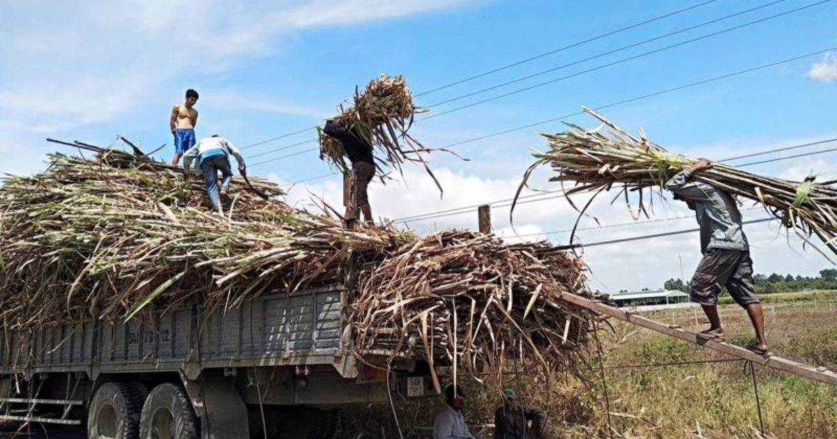 Giá Đường Tăng Vọt Do Lo Ngại Về Sản Xuất Đường Toàn Cầu