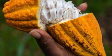 Giá Ca Cao Giảm Mạnh Do Mưa Lợi Ích Ở Tây Phi