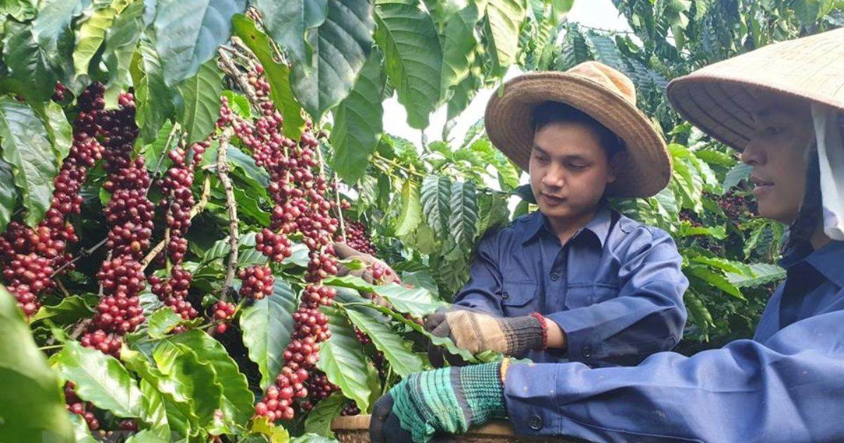 Giá Cà Phê Arabica Đóng Cửa Cao Hơn Do Lo Ngại Về Sản Xuất Ở Brazil