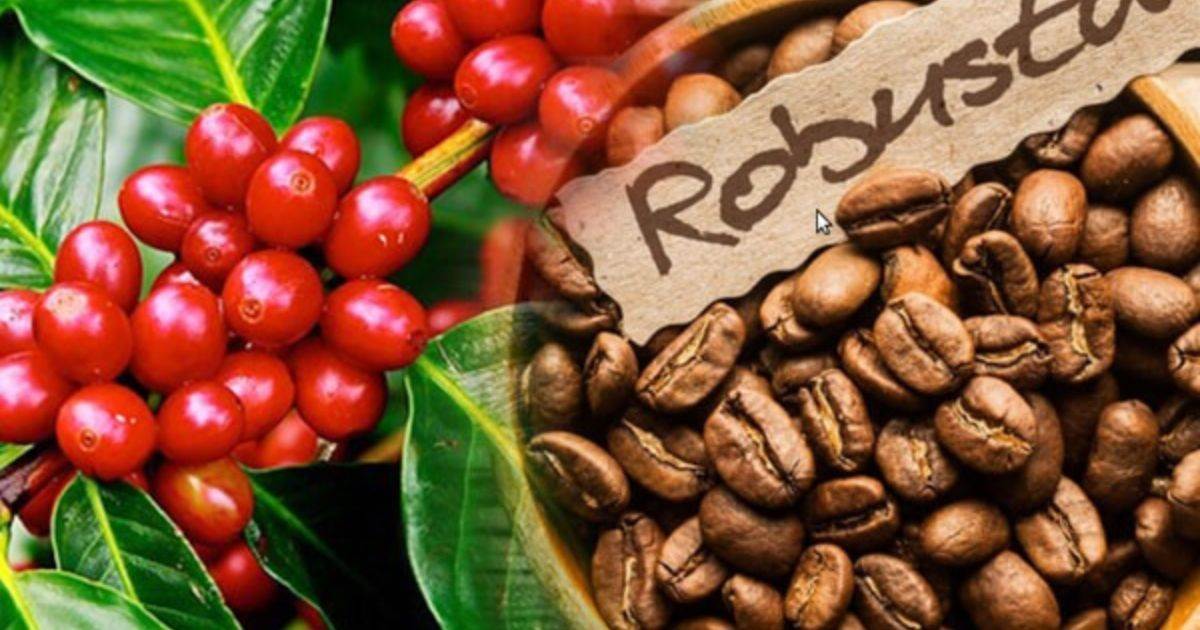 Giá Cà Phê Robusta Tăng Trở Lại Do Lượng Cà Phê Xuất Khẩu Của Việt Nam Giảm