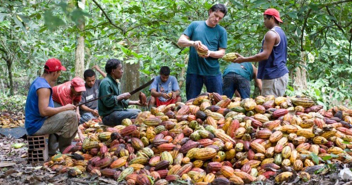 Giá Cacao Giảm Do Điều Kiện Thời Tiết Được Cải Thiện Ở Tây Phi